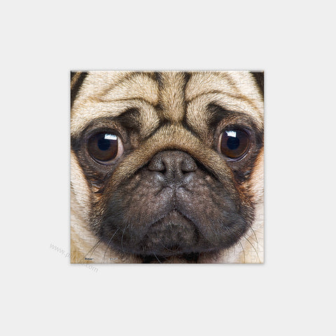 Close Up of Pug - 256 Piece XS Jigsaw Puzzle