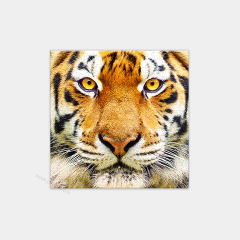 Close Up of Tiger - 256 Piece XS Jigsaw Puzzle