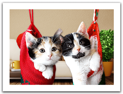 Kittens in Christmas socks - 300 Piece Jigsaw Puzzle